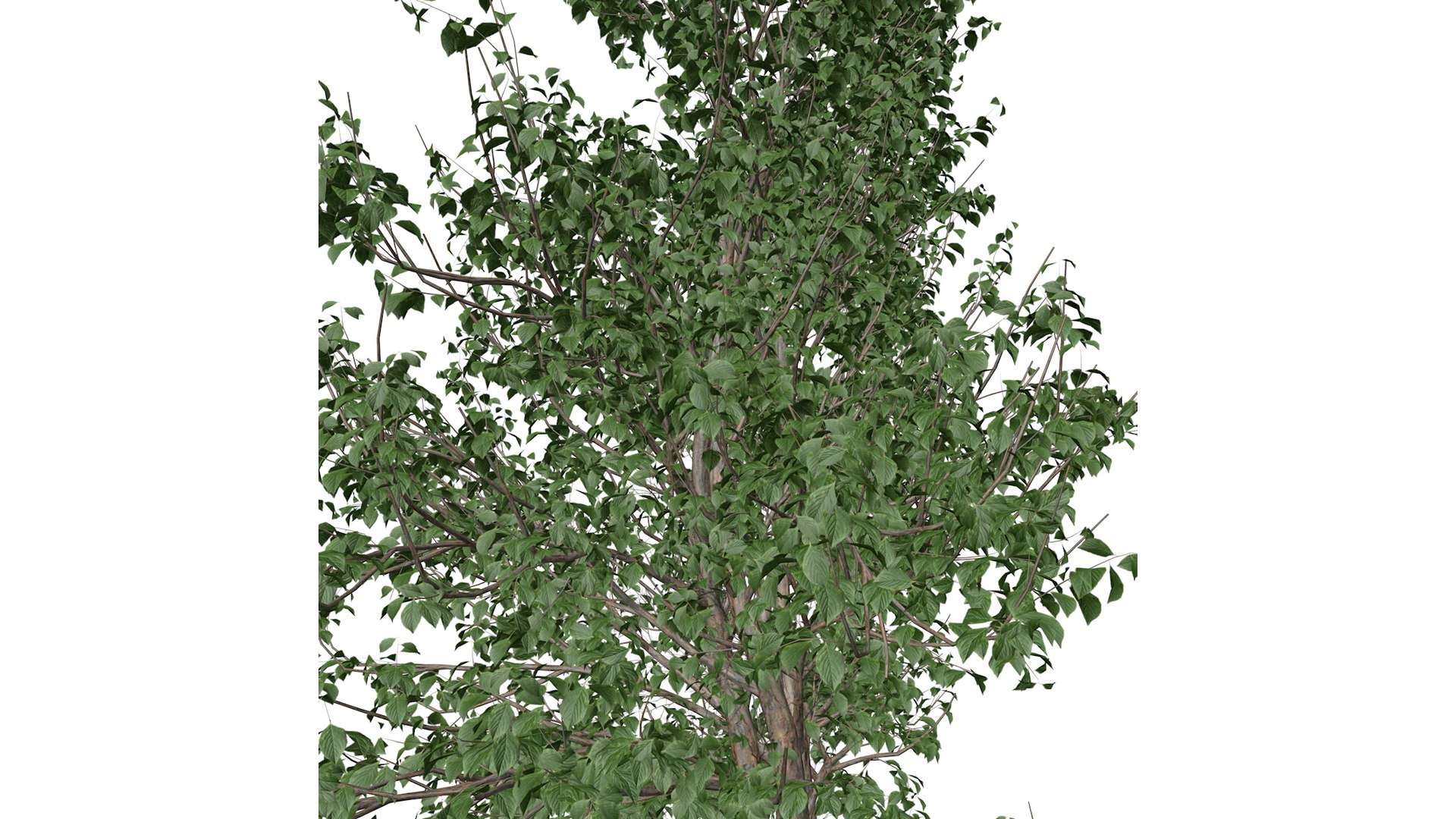 Korean Stewartia Tree - 08 - 3D model https://p.turbosquid.com/ts-thumb/wh/MSjPoV/dD/koreanstewartia_08_032/png/1742212229/1920x1080/fit_q87/0f376c9289eb116590d94dc4c1118fd1a43eab79/koreanstewartia_08_032.jpg
