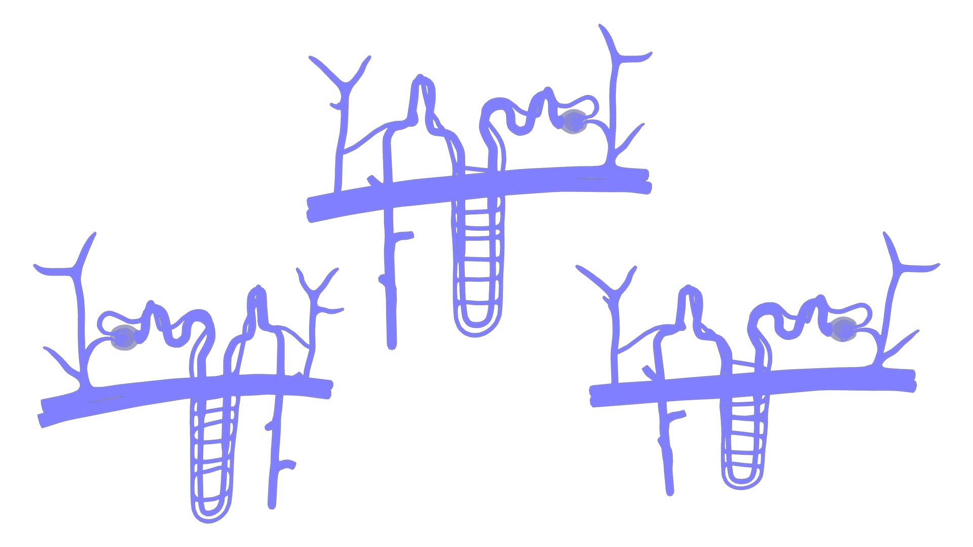 3D Kidney Nephron Structure Anatomy - TurboSquid 2151707