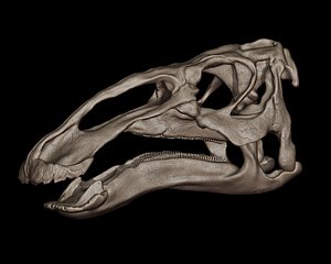 Edmontosaurus Skull 3D print model 3D model