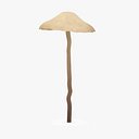 poisonous psilocybe bohemica 3d model