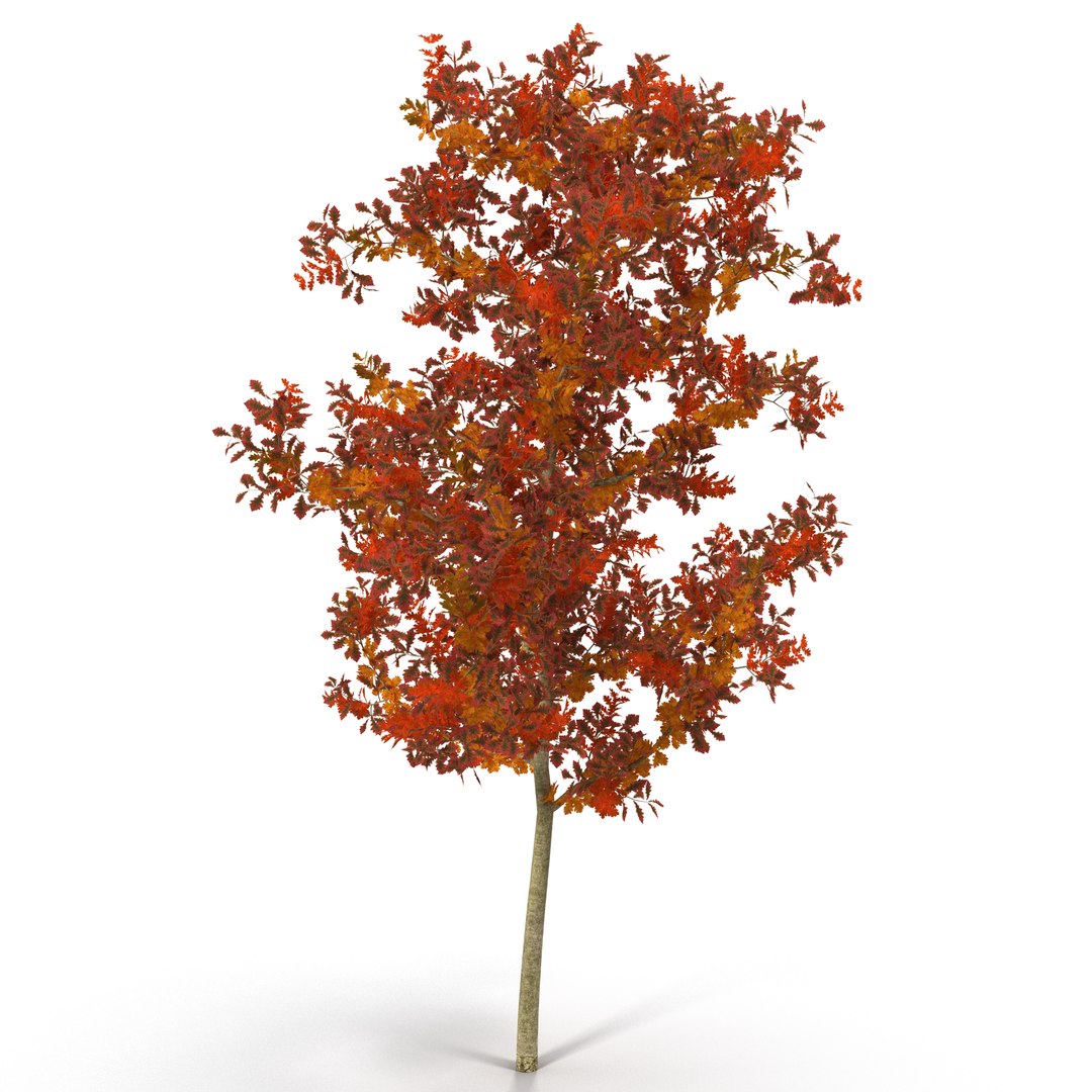 3d young white oak autumn model