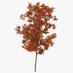 3d young white oak autumn model