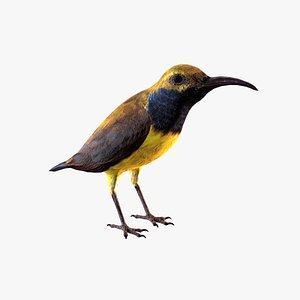 3D sunbird bird olive model