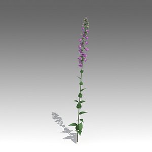 x campanulas flower