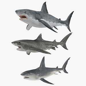 3D model Sharks Rigged Collection