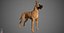 Great Dane Real-Time