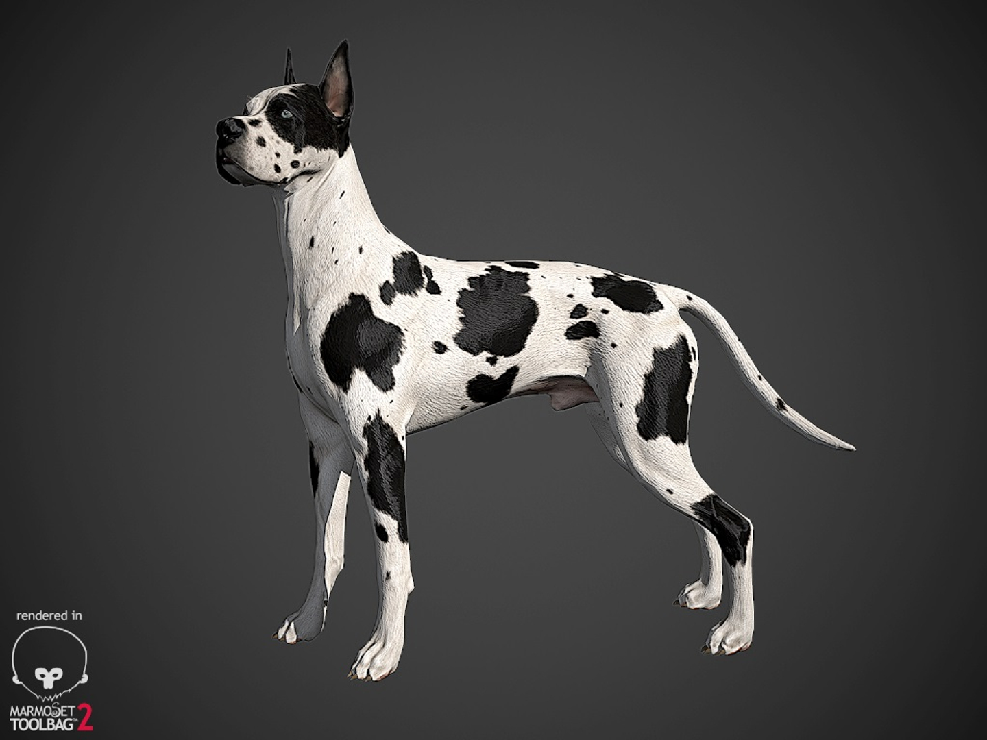 great dane real-time dog 3d ma https://p.turbosquid.com/ts-thumb/wi/GecaME/7FMloI09/greatdane/jpg/1469503096/1920x1080/turn_fit_q99/ad5dea7d8c1a6a1172b552edeabb76b49dd80659/greatdane-1.jpg