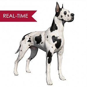 great dane real-time dog 3d ma