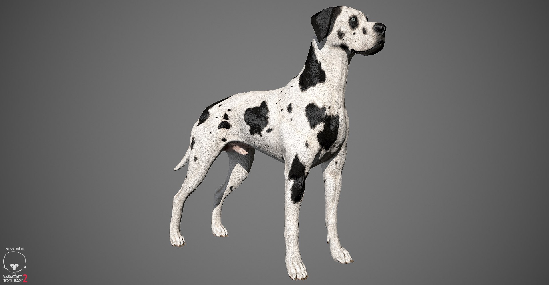 great dane real-time dog 3d ma https://p.turbosquid.com/ts-thumb/wi/GecaME/X38v21Hh/greatdane_marmoset_harl_14/jpg/1469409699/1920x1080/fit_q87/b107172bd4f53bb7d4bf5183abd97d44219fa6cd/greatdane_marmoset_harl_14.jpg