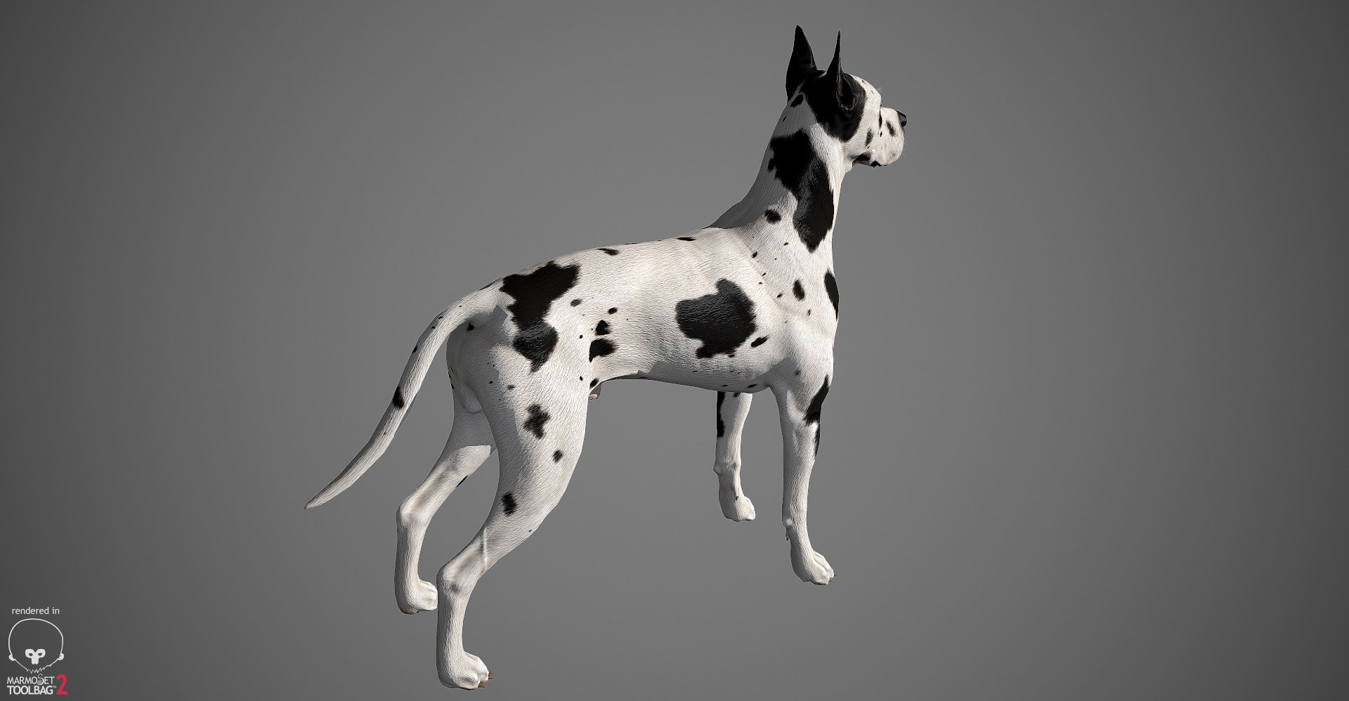 great dane real-time dog 3d ma https://p.turbosquid.com/ts-thumb/wi/GecaME/uABPraCF/greatdane_marmoset_harl_03/jpg/1469409699/1920x1080/fit_q87/8962a18048c422219b99c29364e051f02db5dd25/greatdane_marmoset_harl_03.jpg
