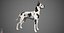 Great Dane Real-Time