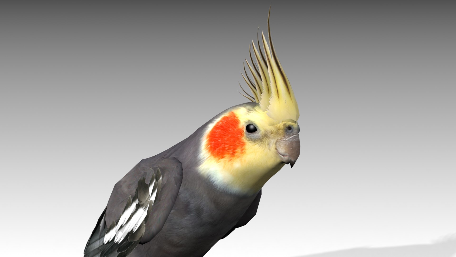 3D model parrot bird https://p.turbosquid.com/ts-thumb/wi/d4m1mX/vdtkUdPc/cockatiel_screenshot_11/jpg/1577790048/1920x1080/fit_q87/ffd1e6f2bdd9f6e00b8ff59711201b4a5006cd94/cockatiel_screenshot_11.jpg