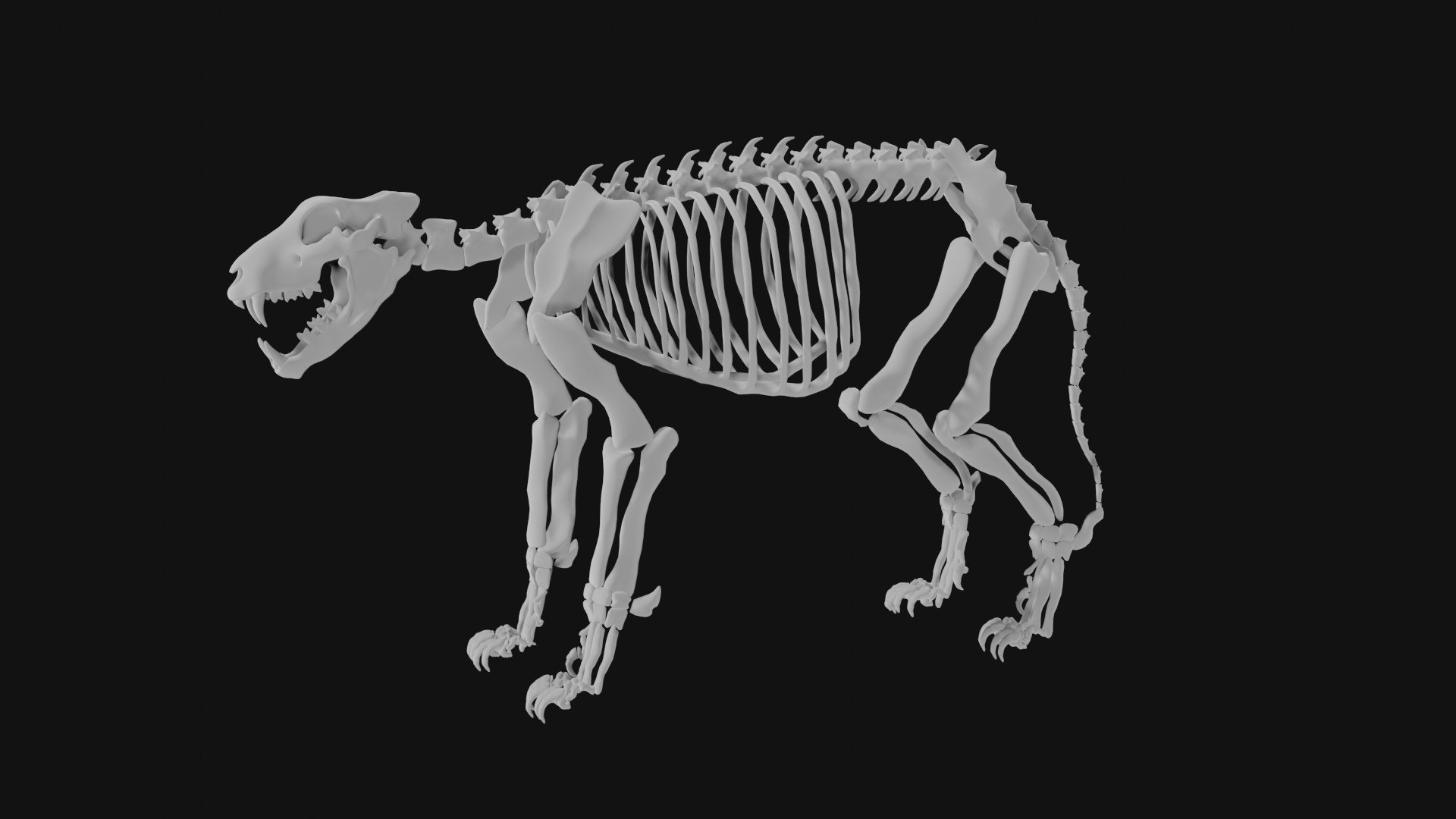 Lion Skeleton 3D Model - TurboSquid 1972518