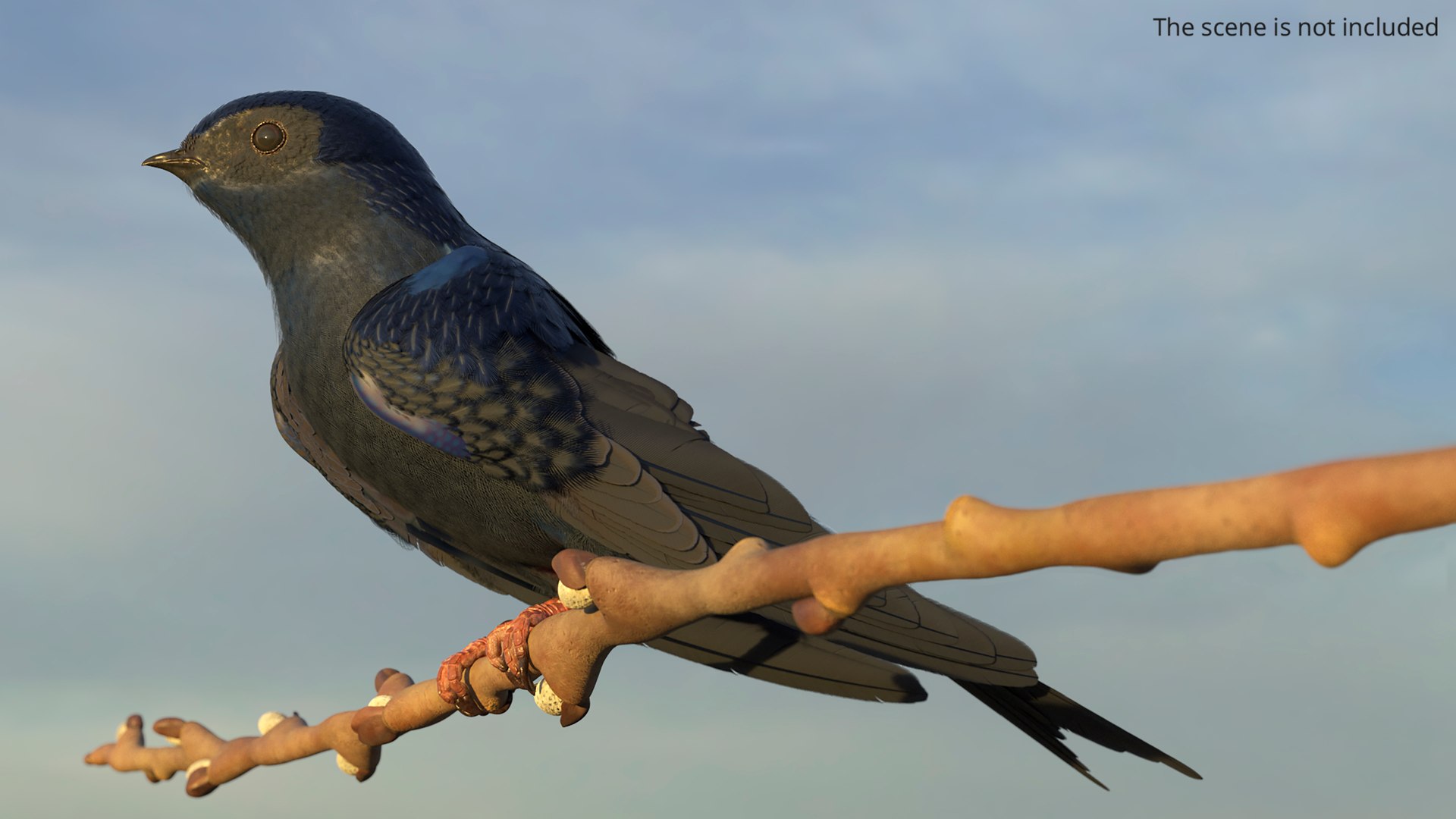 Purple Martin Bird Rigged for Maya 3D model https://p.turbosquid.com/ts-thumb/wi/kEA7zn/DU/purple_martin_bird_rigged_004/jpg/1758779187/1920x1080/fit_q87/3dacb0eaea971b1ddc447b38ef20063c58fafc96/purple_martin_bird_rigged_004.jpg