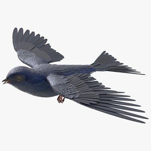 Purple Martin Bird Rigged for Maya 3D model