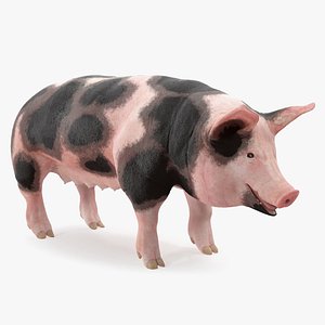 Pig Sow Peitrain 3D Model