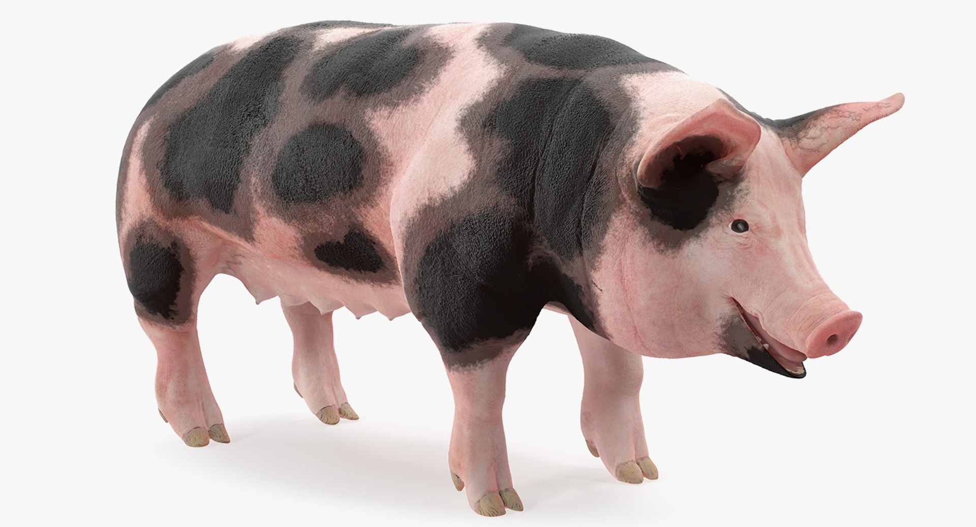 Pig Sow Peitrain 3D Model 3D model preview