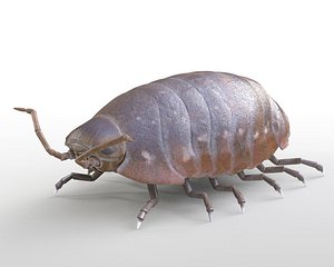 Pill Bug Armadillidiidae Rigged