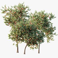 AV Plant Amygdalus Persica Peach Fruit Tree 01