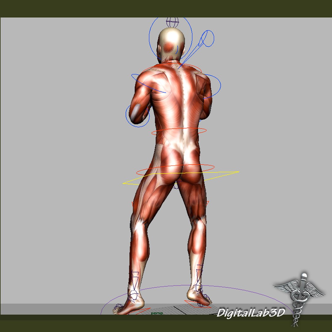 Rigged Human Male Muscular 3d Model