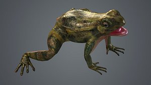 3D model frog animal wildlife amphibian green reptile biology