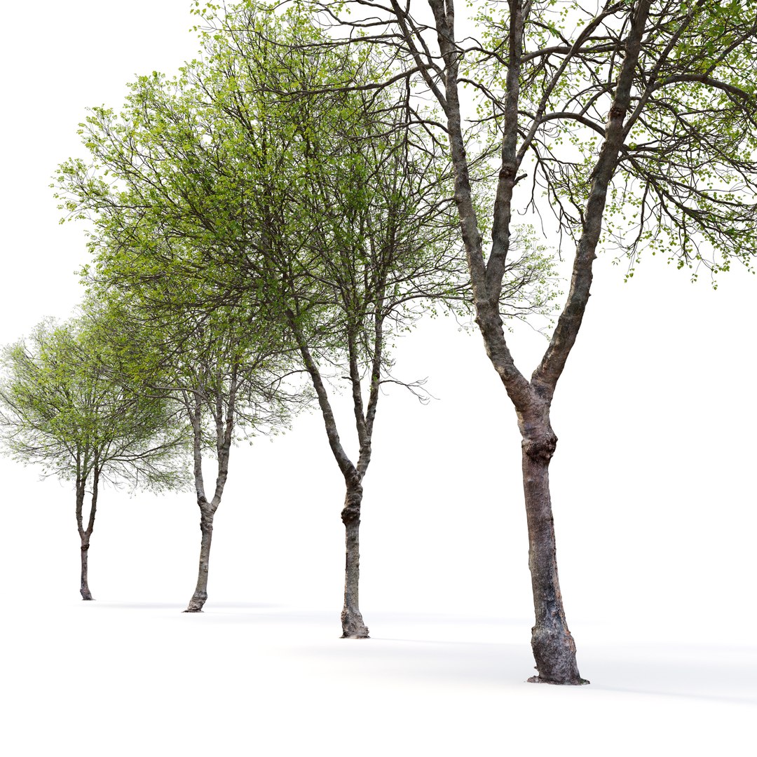 3D Hackberry tree 02 model https://p.turbosquid.com/ts-thumb/wj/7u6aF2/10/preview3erfggfh/jpg/1669097800/1920x1080/fit_q87/8caa1709507dace906a60cb8494c97e1d4b2c40e/preview3erfggfh.jpg