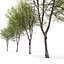 Hackberry tree 02
