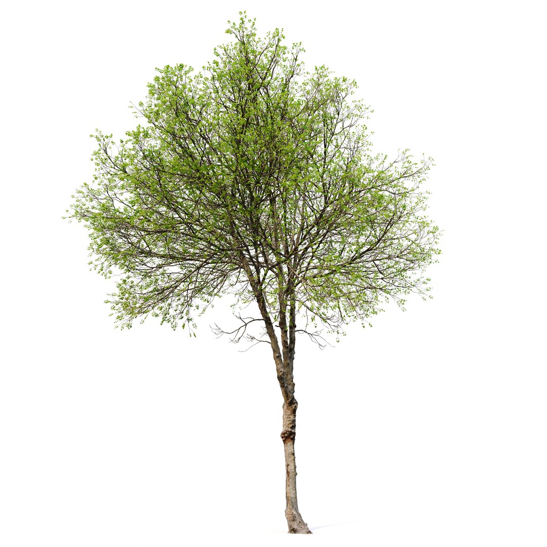3D Hackberry tree 02 model https://p.turbosquid.com/ts-thumb/wj/7u6aF2/21/preview6erfggfh/jpg/1669097802/1920x1080/fit_q87/c8396bd70db9a92135376b81ee48dd888f8f1199/preview6erfggfh.jpg