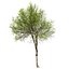 Hackberry tree 02