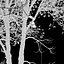 Hackberry tree 02