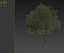 Hackberry tree 02