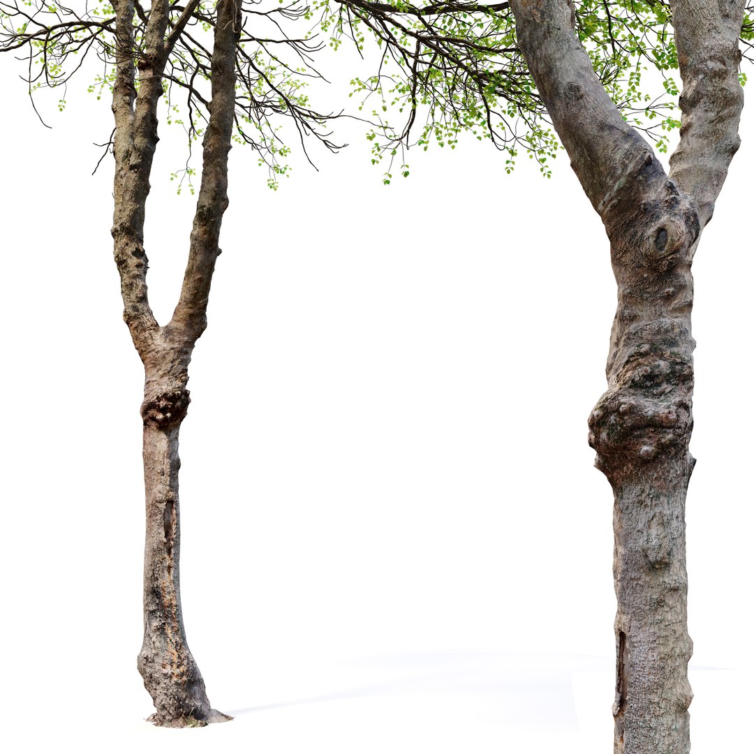 3D Hackberry tree 02 model https://p.turbosquid.com/ts-thumb/wj/7u6aF2/Gr/preview4erfggfh/jpg/1669097802/1920x1080/fit_q87/5e3efb453778b3afcf3a8f63b38aabafca7d500d/preview4erfggfh.jpg