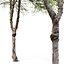 Hackberry tree 02