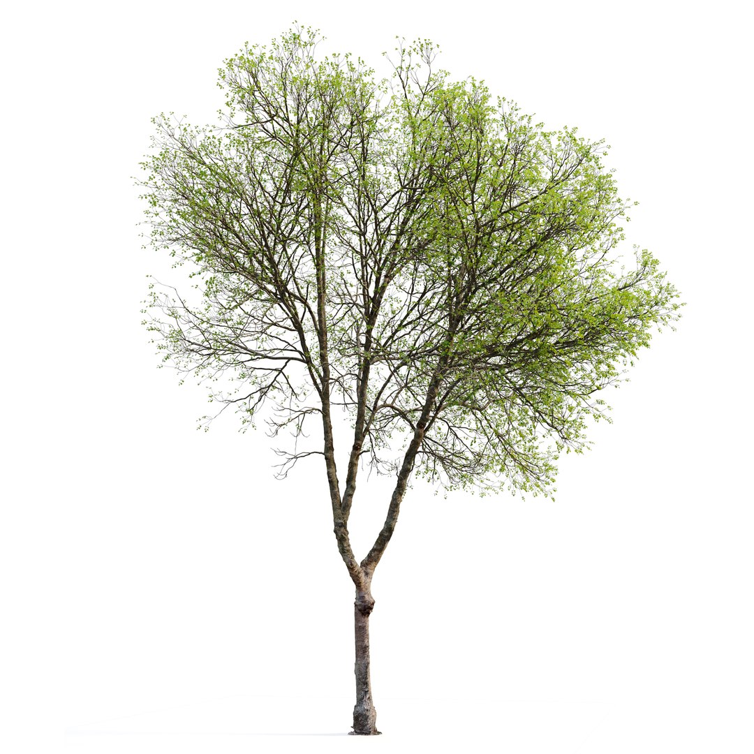 3D Hackberry tree 02 model https://p.turbosquid.com/ts-thumb/wj/7u6aF2/P7/preview5erfggfh/jpg/1669097801/1920x1080/fit_q87/9e92f48255ee263558a52b32be6287cf56028e1e/preview5erfggfh.jpg