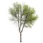 Hackberry tree 02
