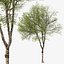 Hackberry tree 02