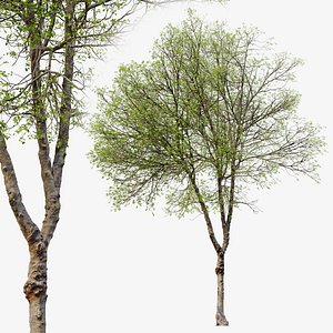 Hackberry tree 02