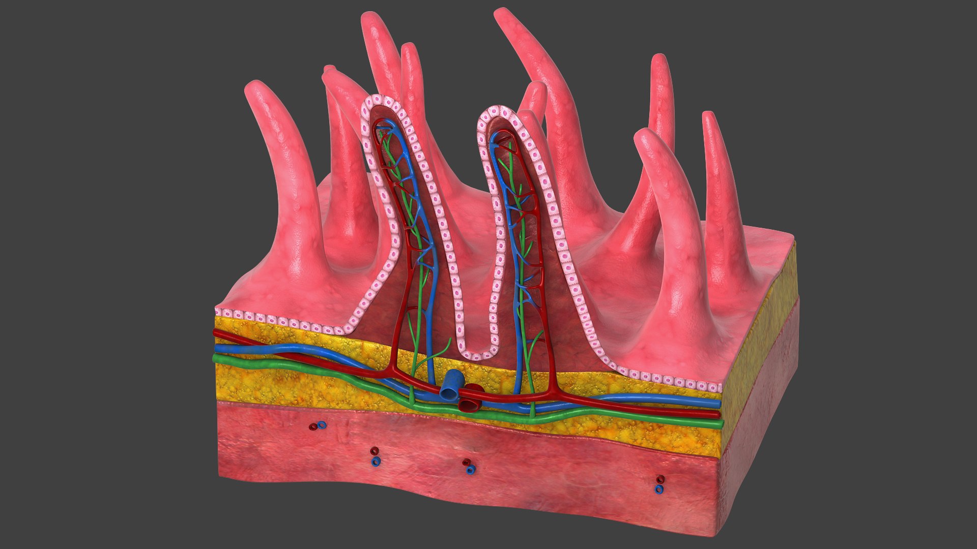 3D Intestinal Villi Cross Section - TurboSquid 2028089