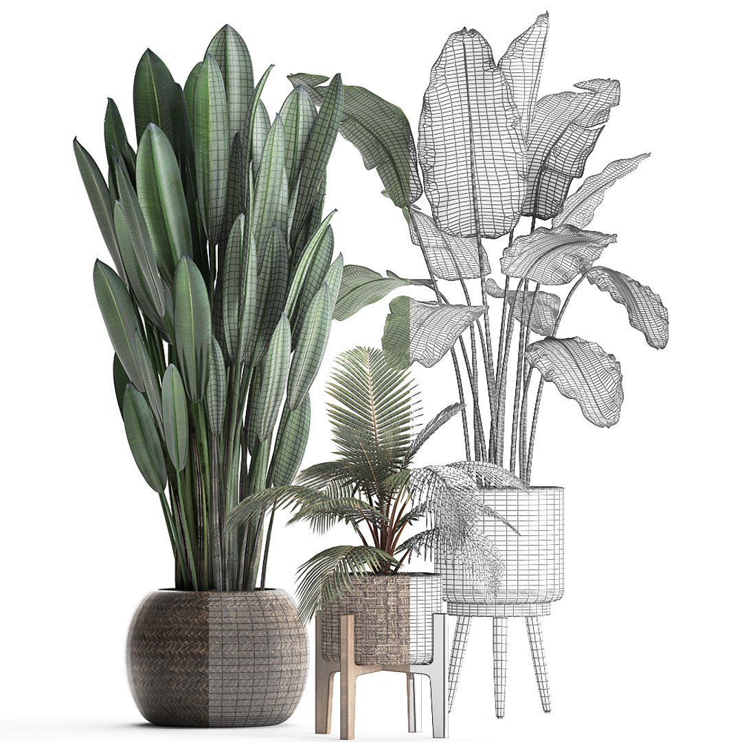 exotic plants 3D model https://p.turbosquid.com/ts-thumb/wj/SUldni/CfwUkJkq/plantsset0711201907/jpg/1573220472/1920x1080/fit_q87/4d805ea2429435c811f2f63f9620246cf99cd404/plantsset0711201907.jpg