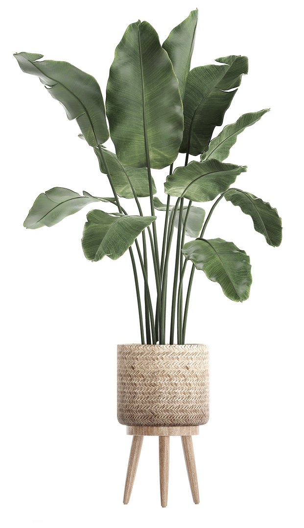 exotic plants 3D model https://p.turbosquid.com/ts-thumb/wj/SUldni/VFLZFvwe/plantsset0711201906/jpg/1573220472/1920x1080/fit_q87/790ac7a15c0f5d3ed2a62a006927e8f819d718d6/plantsset0711201906.jpg