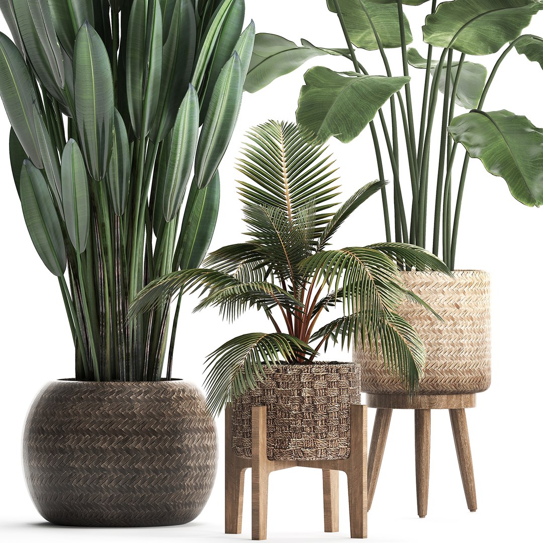 exotic plants 3D model https://p.turbosquid.com/ts-thumb/wj/SUldni/WMnRsALI/plantsset0711201902/jpg/1573220472/1920x1080/fit_q87/4e00db94837e8651076eea716e120dd7130b0b5a/plantsset0711201902.jpg