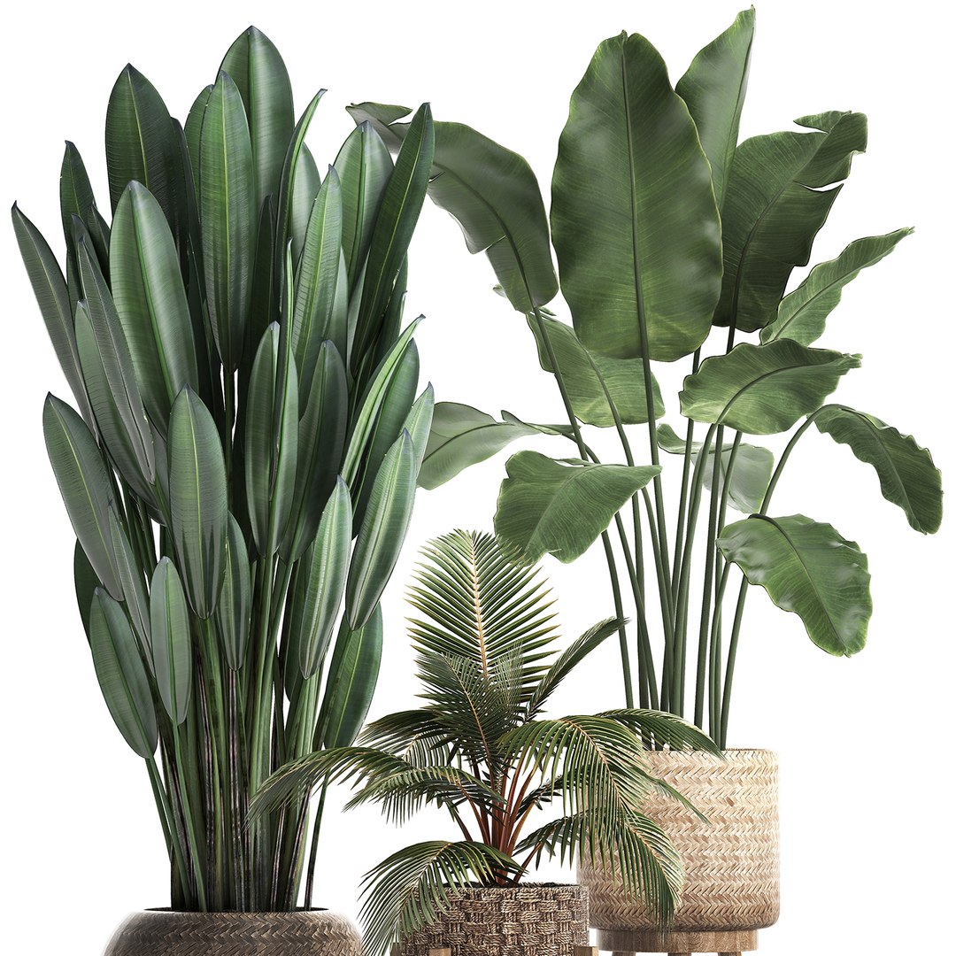 exotic plants 3D model https://p.turbosquid.com/ts-thumb/wj/SUldni/gVt4nm0c/plantsset0711201903/jpg/1573220472/1920x1080/fit_q87/ba32f47125fca733ee996c8df9193f25452d332c/plantsset0711201903.jpg
