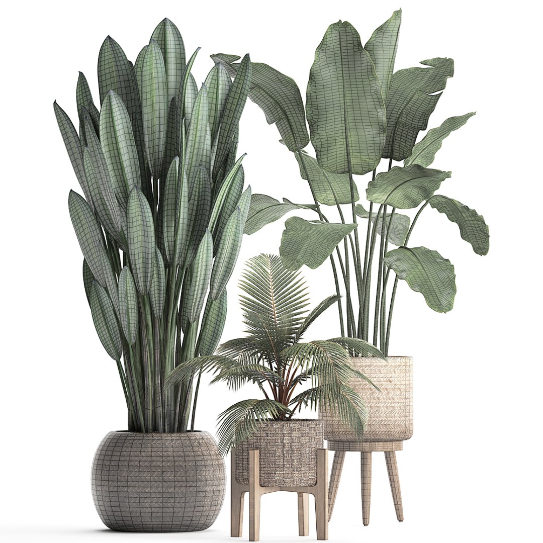 exotic plants 3D model https://p.turbosquid.com/ts-thumb/wj/SUldni/mKYWY3g3/plantsset0711201908/jpg/1573220472/1920x1080/fit_q87/e9390d07428835e11e29e78b67b5c066b7f3ab50/plantsset0711201908.jpg