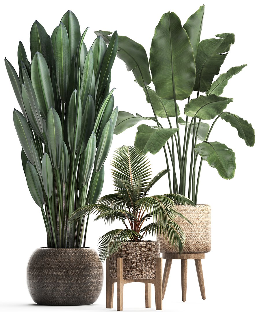 exotic plants 3D model https://p.turbosquid.com/ts-thumb/wj/SUldni/qDzyYIme/plantsset0711201904/jpg/1573220472/1920x1080/fit_q87/6e4ef458c0e648c512847741f285e6d92ec7fb7c/plantsset0711201904.jpg