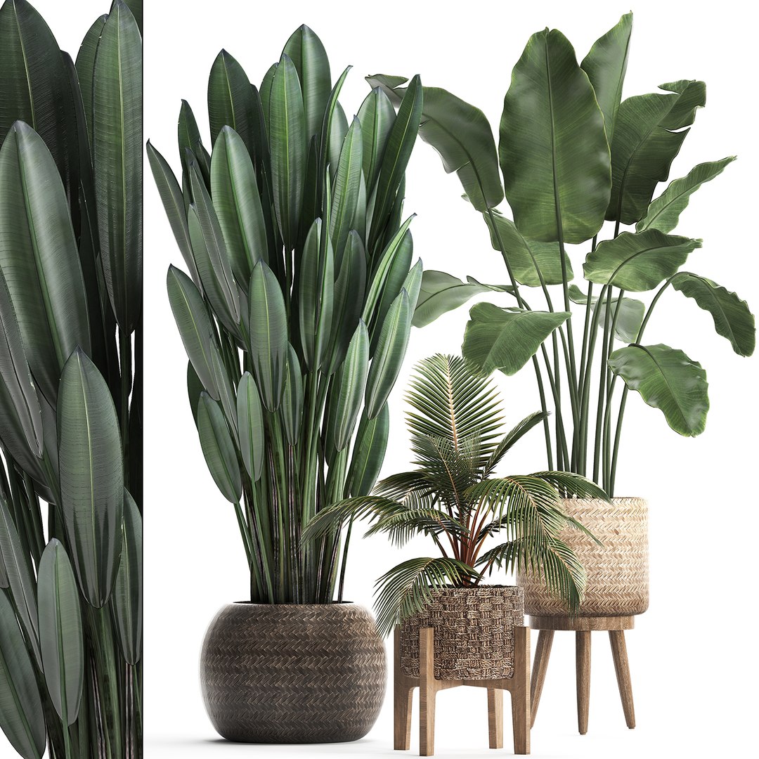 exotic plants 3D model https://p.turbosquid.com/ts-thumb/wj/SUldni/rz8S1hGh/plantsset0711201901/jpg/1573220472/1920x1080/fit_q87/398ab74f22bf22f73916c1ff6f5cc83e0e2cccae/plantsset0711201901.jpg