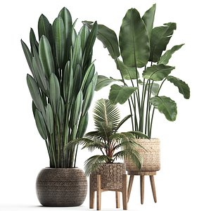 exotic plants 3D model