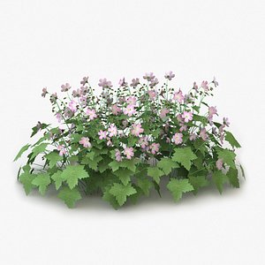 Geranium Endressii