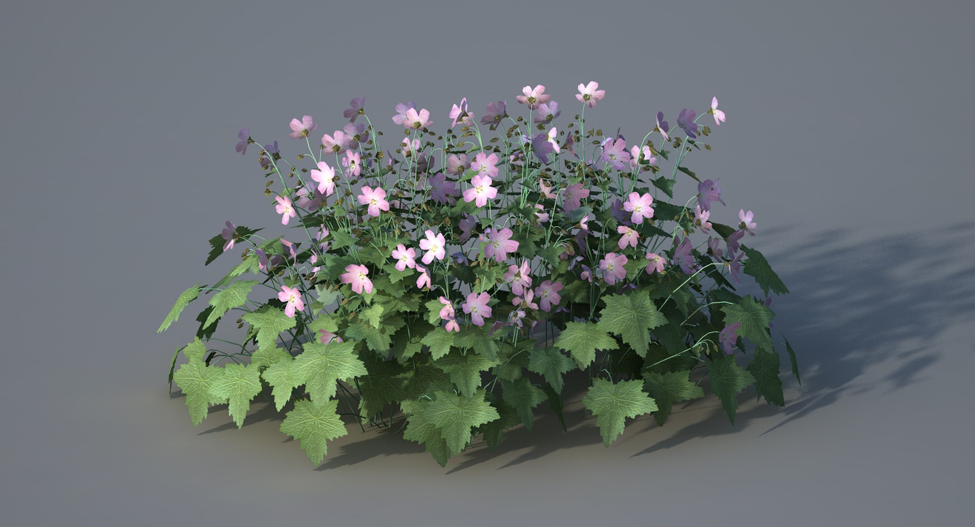 Perennial Geranium Flowers Obj