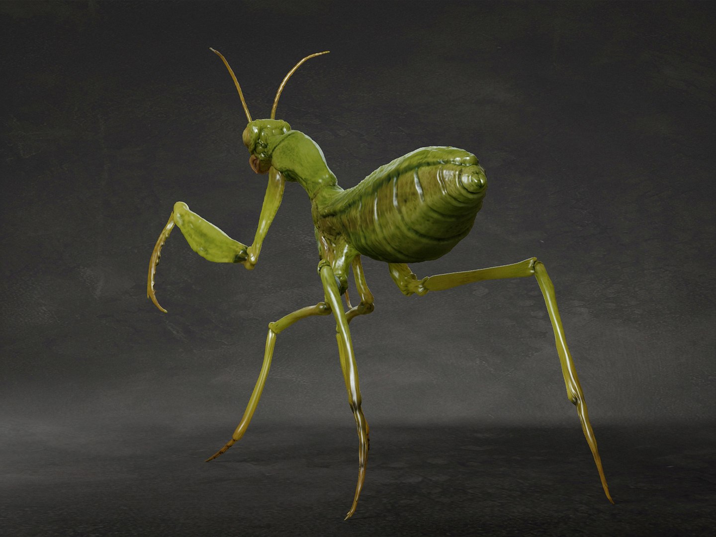 Mantis 3D - TurboSquid 1894958