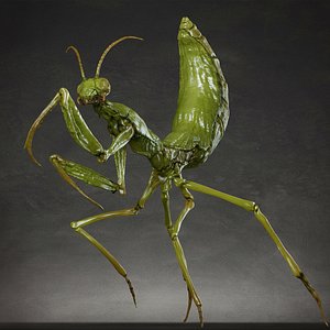 Mantis 3D
